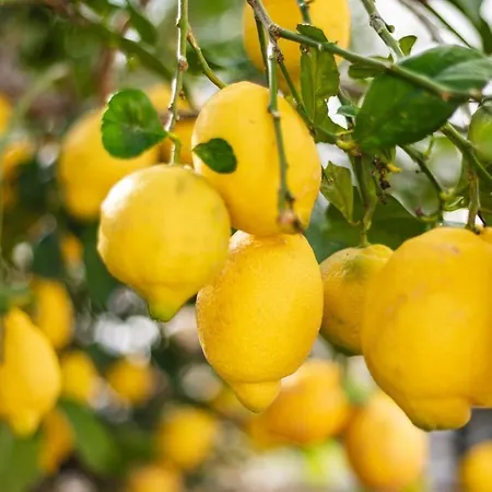 Casa Limon, Mediterranean Escape アパート El Tosalet